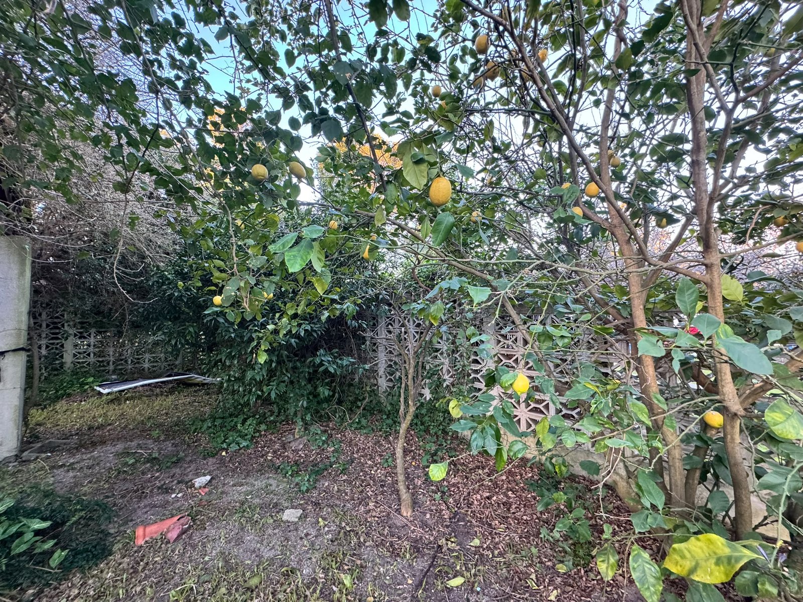 Comodidad y disfrute en Kiyú, linda propiedad — imagen 10